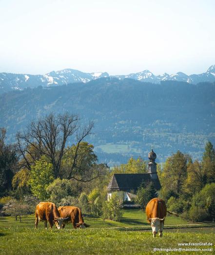 This image captures a picturesque and idyllic rural scene, blending the tranquility of nature with the charm of traditional architecture. The foreground features a lush, green meadow where three brown cows are peacefully grazing. The cows add a sense of calm and pastoral beauty to the scene, their earthy tones contrasting with the vibrant green of the grass.

In the mid-ground, a quaint chapel with a distinctive onion-shaped dome and a cross on top stands amidst the greenery. The chapel, with i…