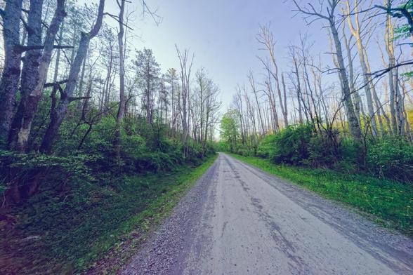 Flat light colored dirt road receeds into distance with lush understory greenery but lots of tree sticks without leaves under a blue-white sky