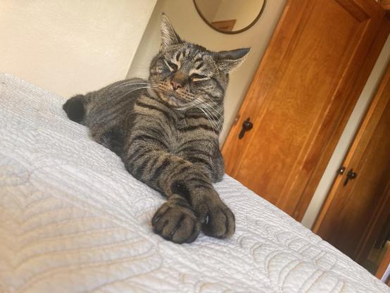 A cat with crossed paws.