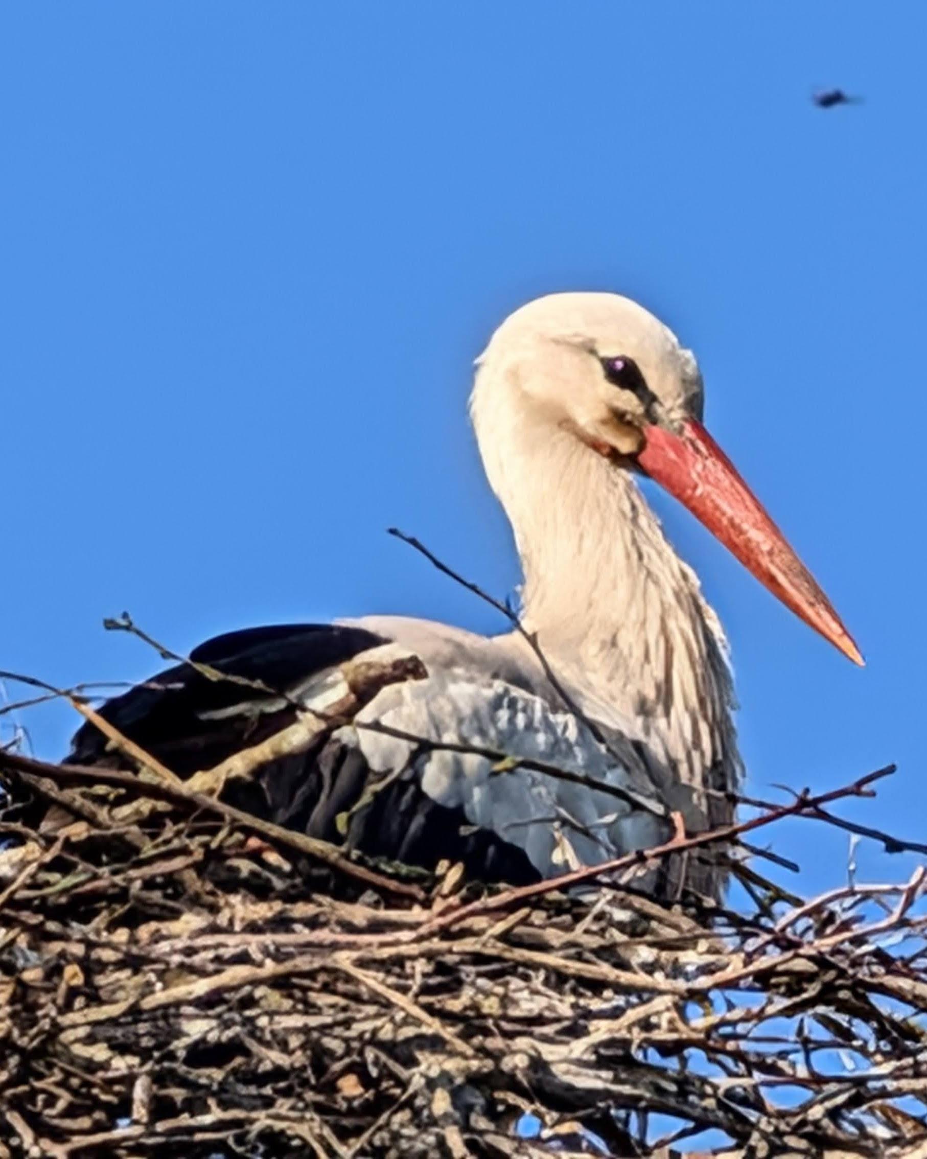 A white stork with a bright orange beak perched on its large nest made of twigs, set against a clear blue sk