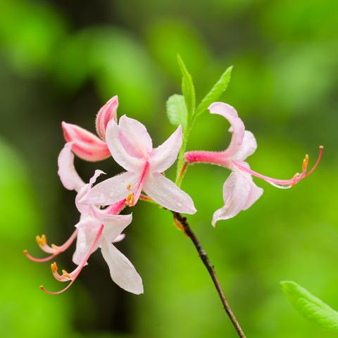 Four delicate pink flowers with long stamen with blurry leaves in the far distance 