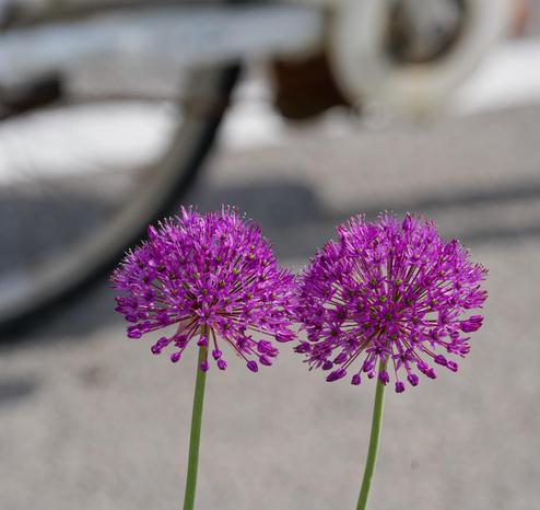 Two flowers that look like purple fireworks explosion with the blurry bottom bracket and tire of a bicycle in the background