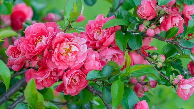 Lots of pinkish rose-like flowers with numerous petals with small dark green leaves nearby