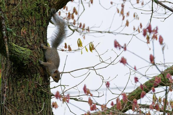 Squirrels clinks to bark and faces down on an oak tree that hasn't quit shed its leaves from last year