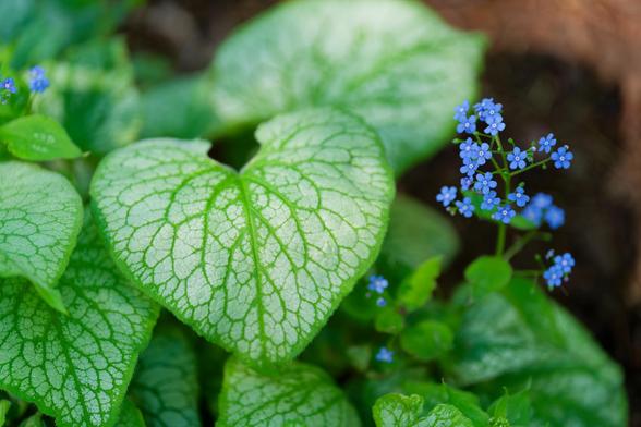 Big veined leaves and tiny blue flowers of 𝐵𝑟𝑢𝑛𝑛𝑒𝑟𝑎 𝑚𝑎𝑐𝑟𝑜𝑝ℎ𝑦𝑙𝑙𝑎 