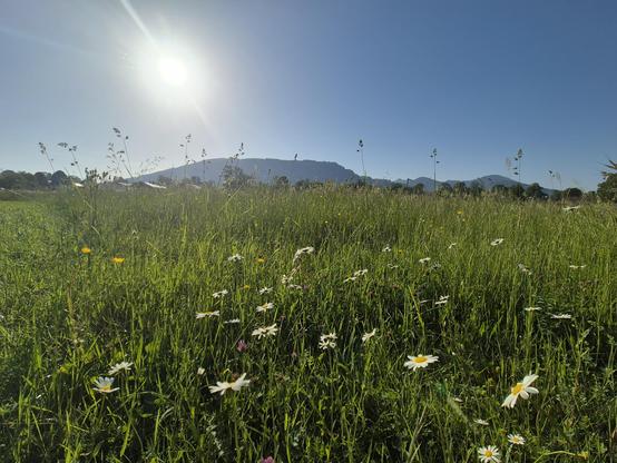 This image captures a vibrant and idyllic meadow scene bathed in bright sunlight. The foreground is dominated by a lush, green field filled with tall grass and a variety of wildflowers, including white daisies and yellow blooms. The flowers are scattered throughout the meadow, adding splashes of color and a sense of natural beauty to the scene.

The meadow stretches out toward a range of rolling hills or low mountains in the background. The hills are covered in a mix of green vegetation and pat…