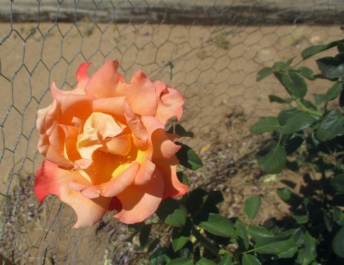 Shelly Shellaqua: 