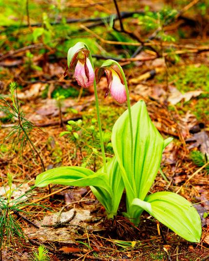 Two orchids with coarse leaves and complex pink flowers on piney ground
