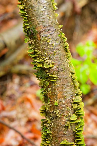 Wavy stem with turkey tail fungus sprouting on sides with brown blurry leaves far behind