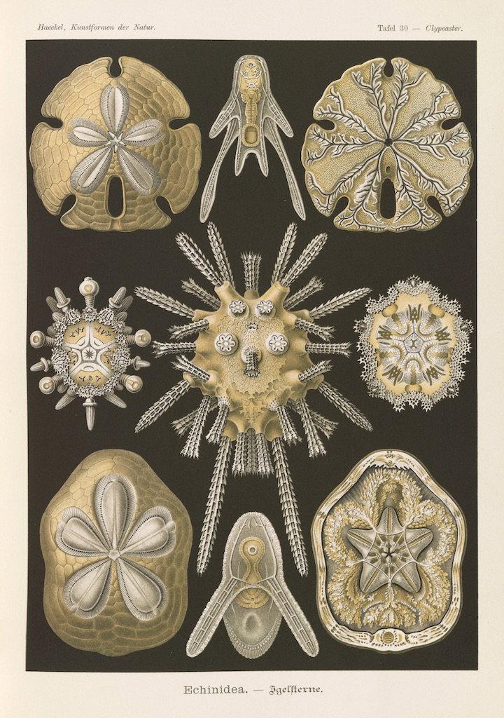 Public Domain Image Archive (@pdimagearchive@mastodon.social)