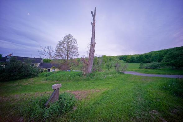 A dead tree is in the center under a blue sky,  a small oak spreads next to it and a sculpture made of two rocks is in the front
