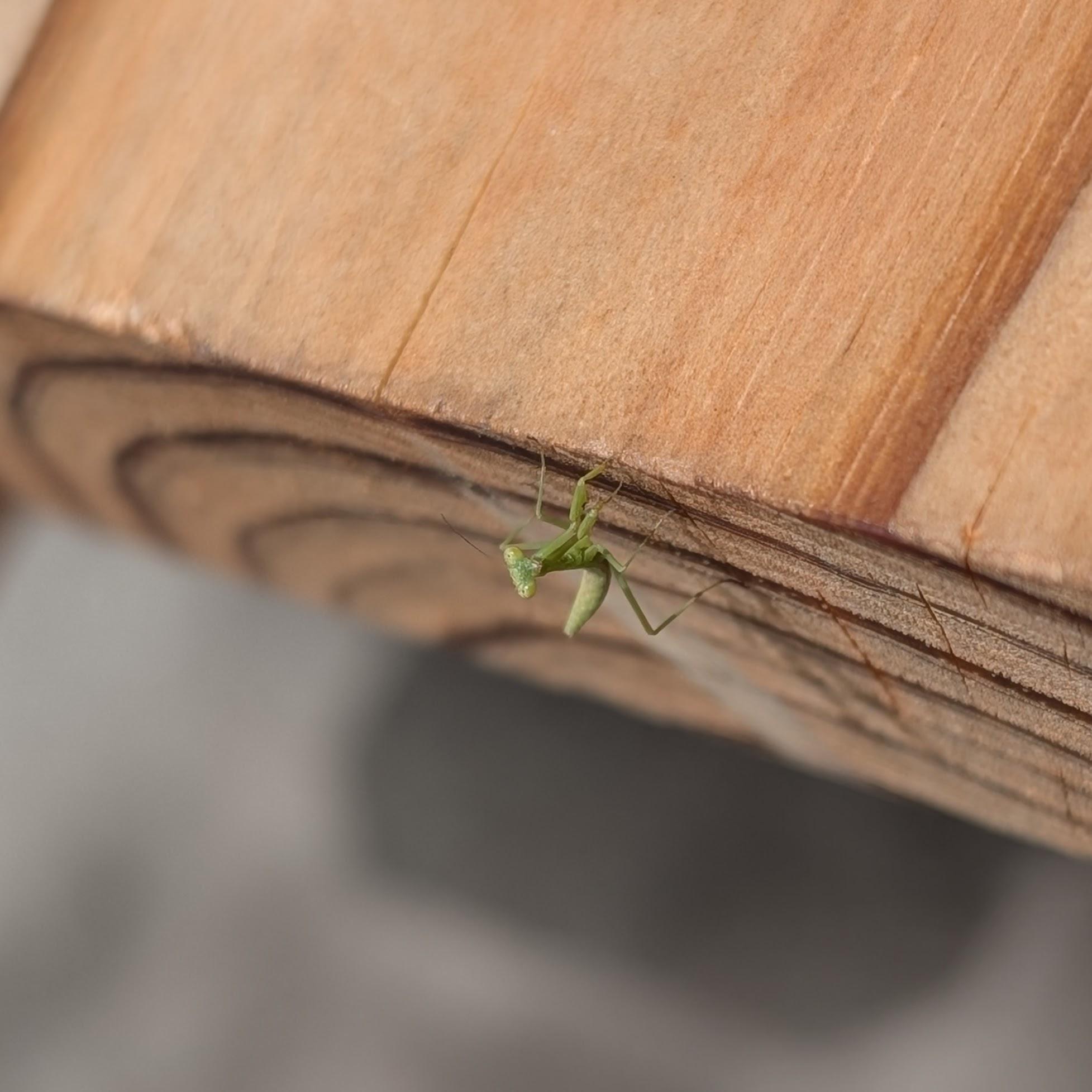 A tiny praying mantis nymph, which looks just like a mini adult.  It is on the edge of a picnic table, looking up.