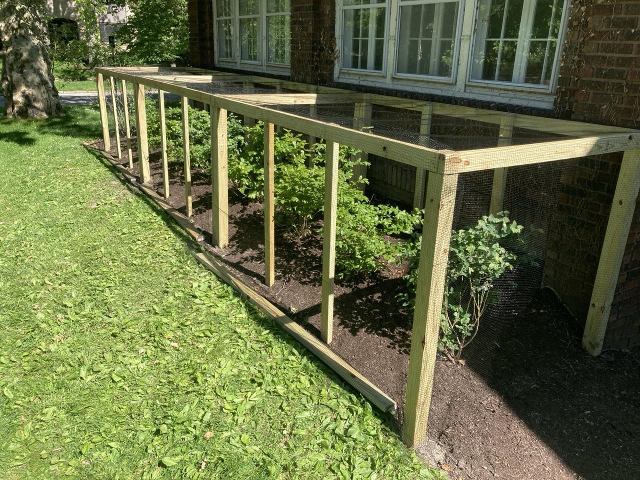 A blueberry cage, approximately 27 feet (8 meters) long by four and a half feet (1.3 m) high by five feet (1.5 m) deep, sheltering nine blueberry bushes with deer netting and the side of a house.