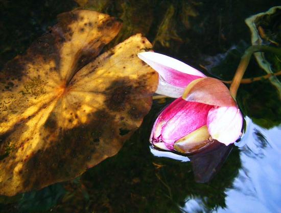 A pond with a lily pad and a rose coloured lily.
Taken by me with quite an old digital camera, at Dr Reids Hidden Garden in Edinburgh.