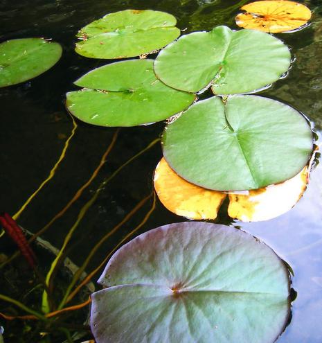 Lily pads on the surface of a small pond, taken long ago with an early digital camera, at Dr Reid's Secret Garden in Edinburgh. A very peaceful place.