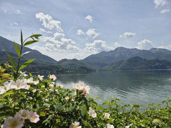 This image captures a breathtaking and serene lakeside landscape, blending the tranquility of water with the grandeur of mountains.

 The foreground is adorned with delicate white wildflowers, their petals adding a touch of softness and natural beauty to the scene. The flowers are in sharp focus, drawing the viewer's attention to their intricate details.

Beyond the flowers, a calm and expansive lake stretches out, its surface reflecting the surrounding mountains and the blue sky above. The wat…