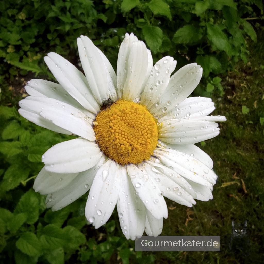 Garten: Leichter Regen