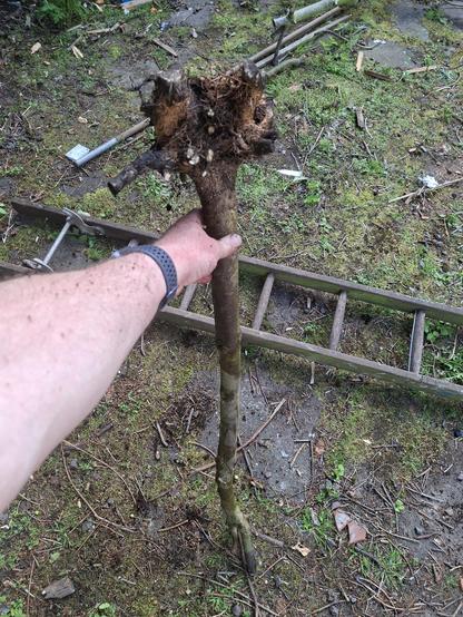 The root ball of a holly tree
