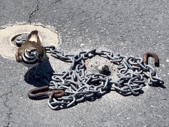 A bird - it’s a killdeer - standing on asphalt next to a coil of steel, chain, in the middle of which sits a grey, spotted egg