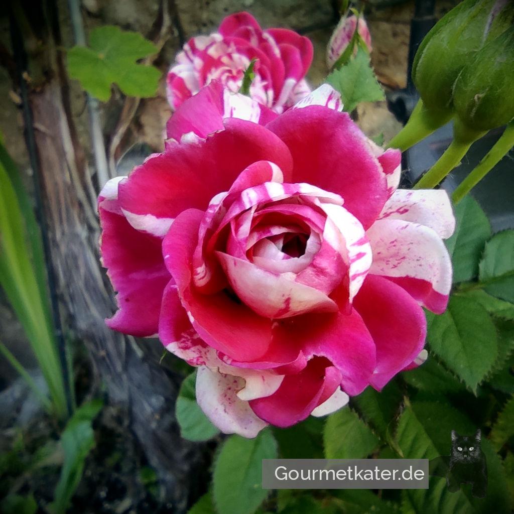In meinem Garten