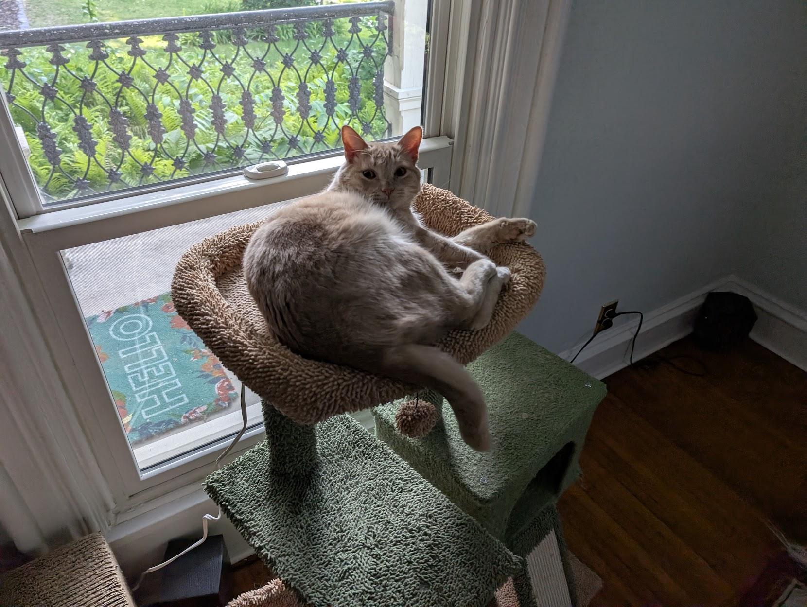 Photo of a cat, Shine, sitting in a window. Shine is a biege colored tabby, curled up in an almost-too-small perch in a window. He has clearly just woken up and stares at the camera with moderate surprise.