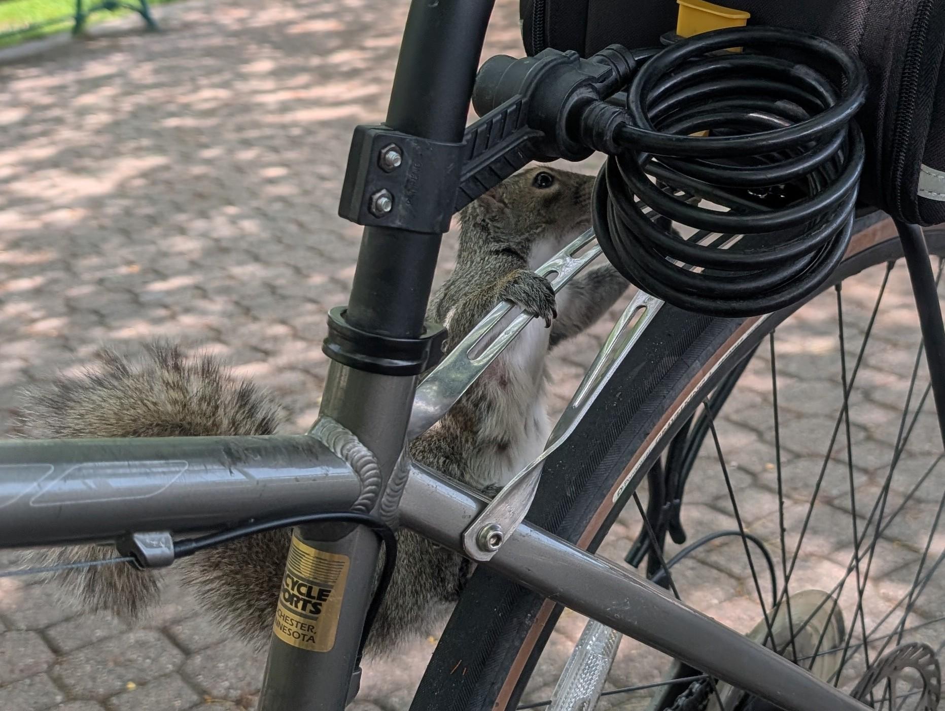 A furry grey squirrel grasping onto the support for the rear rack of a bike. There's red bricks dappled by leaf shadows in the background.
