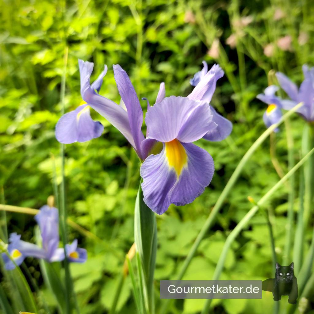 Iris