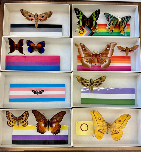 An assortment of Lepidoptera matching the colors of various Pride flags.
