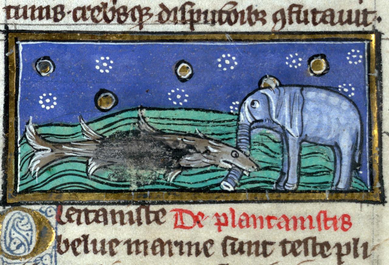 Dolphin of Ganges and an #elephant. Thomas of Cantimpré, Liber de natura rerum, France ca. 1290.. Valenciennes, Bibliothèque municipale, ms. 320, fol. 118r.
#medieval #MedievalArt