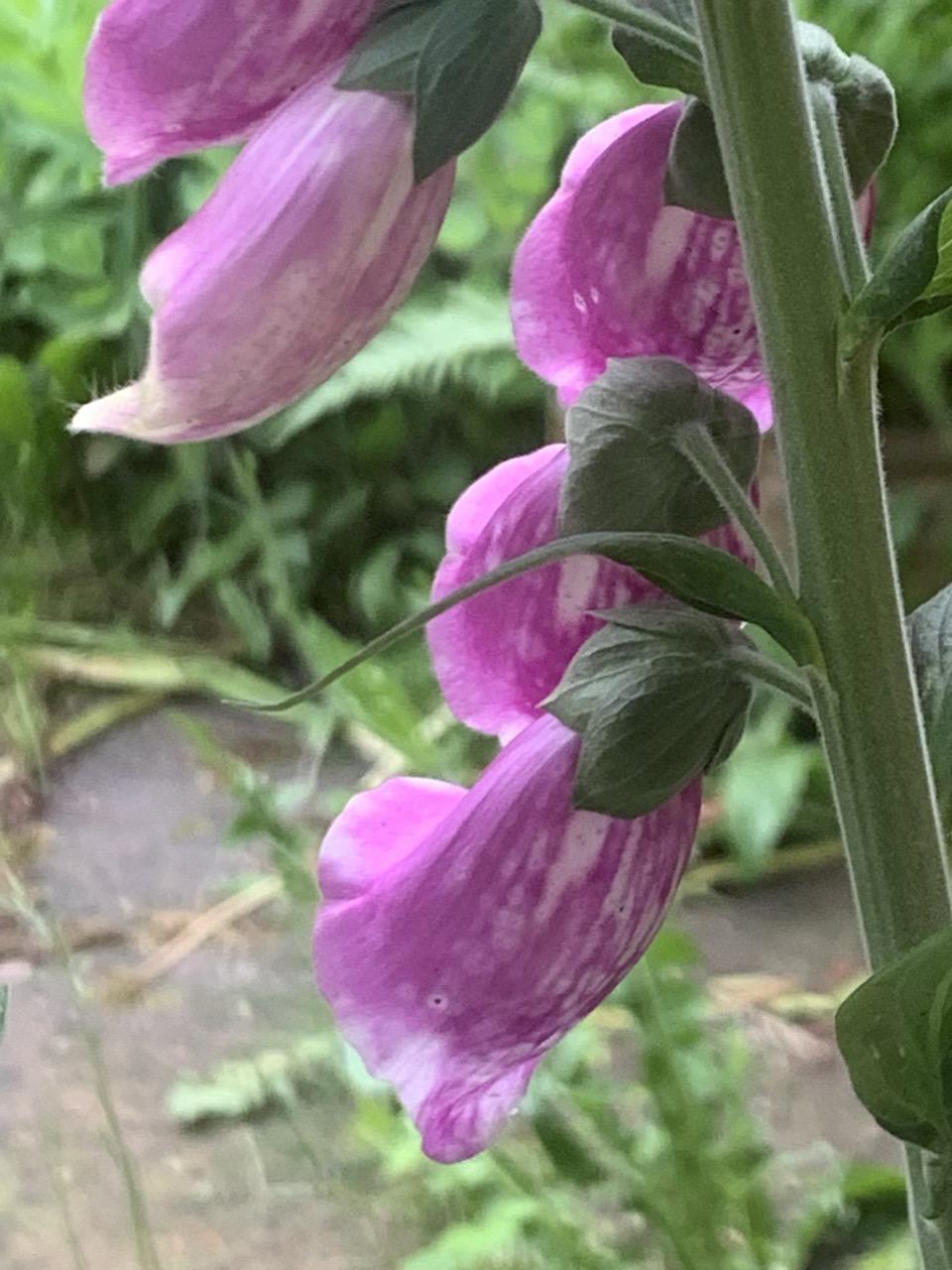 Onderste vijf roze bloemen