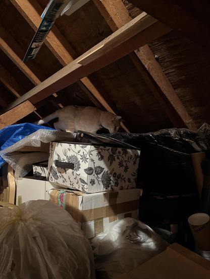 Turnip - a ginger blonde cat - clambers around on top of boxes in our loft