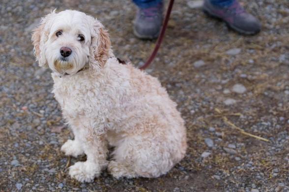 A dog with short curly hair is on a leash and you can just see the boots of his handler while he looks up at me from a gravel driveway