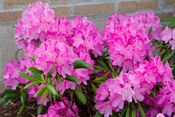 Lots of complex lioght purple flowers bursting out between thin fleshy and glossy leaves with a brick wall behind