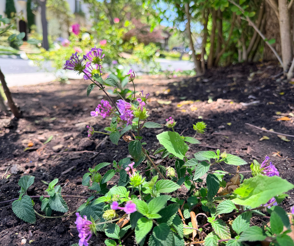 Small purple flowers with a background of soil and other foliage 
