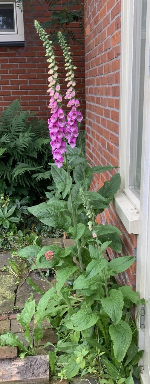 Twee grote en een kleine vingerhoedskruid. Vol bloemen en knoppen, bovenaan nog wit/geel, onder felroze.
