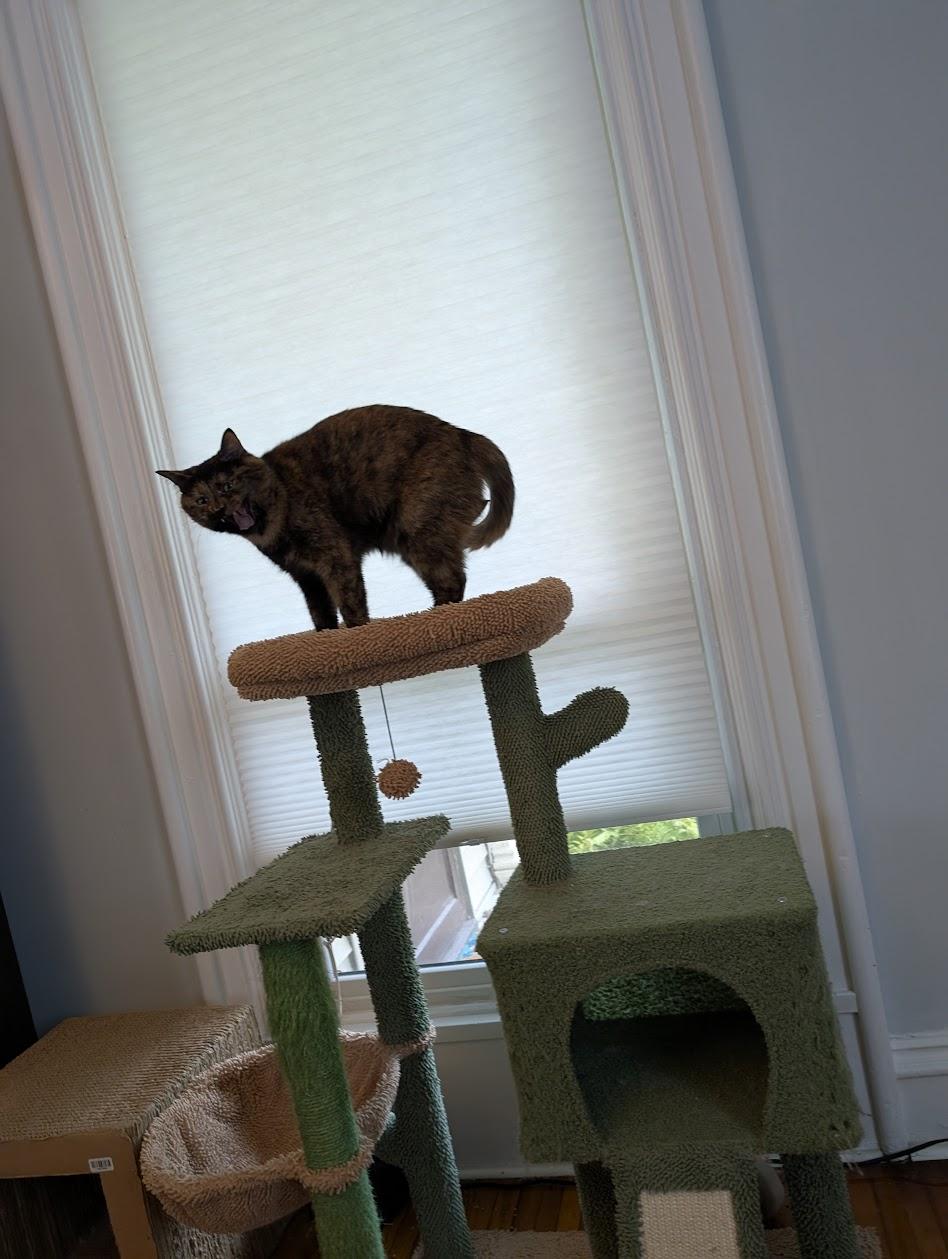 Soot, a tortie cat, stretching and yawning atop a cat perch, looking much like she is yelling.