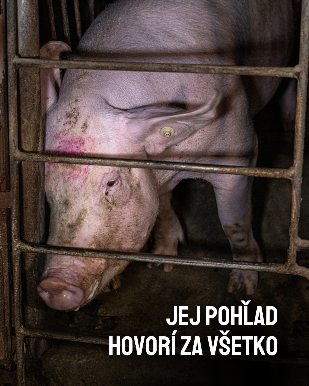 JEJ POHĽAD HOVORÍ ZA VŠETKO, na obrázku je skľúčená utrápená prasnica v tesnom priestore inseminačnej klietky.