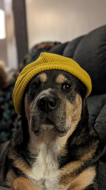 Dog wearing a stylish yellow beanie