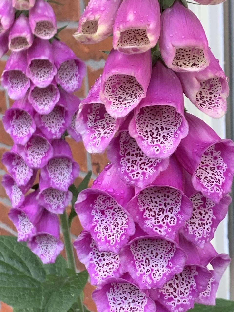 Twee vingerhoedskruiden tjokvol open vingerhoeden van dichtbij. Roze buitenkanten wit-zwart-roze gevlekte binnenkanten