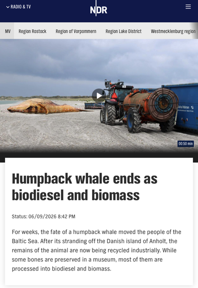 Humpback whale ends as biodiesel and biomass

Status: 06/09/2026 8:42 PM
For weeks, the fate of a humpback whale moved the people of the Baltic Sea. After its stranding off the Danish island of Anholt, the remains of the animal are now being recycled industrially. While some bones are preserved in a museum, most of them are processed into biodiesel and biomass.