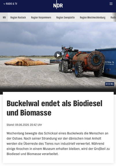 Buckelwal endet als Biodiesel und Biomasse

Stand: 09.06.2026 20:42 Uhr
Wochenlang bewegte das Schicksal eines Buckelwals die Menschen an der Ostsee. Nach seiner Strandung vor der dänischen Insel Anholt werden die Überreste des Tieres nun industriell verwertet. Während einige Knochen in einem Museum erhalten bleiben, wird der Großteil zu Biodiesel und Biomasse verarbeitet.