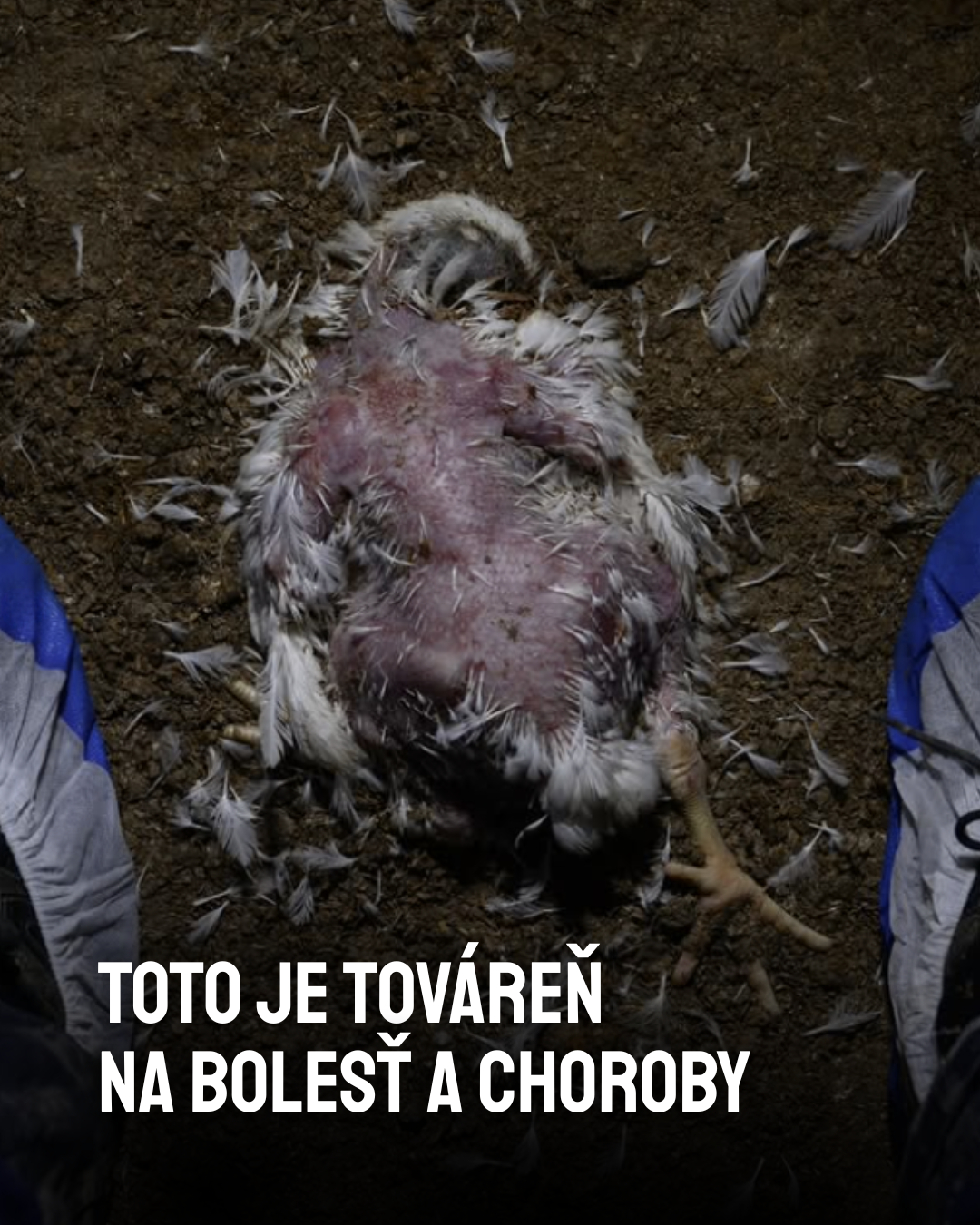 mŕtve telo kurčaťa v tmavej hale plnej rýchlokurčiat chovaných na mäso