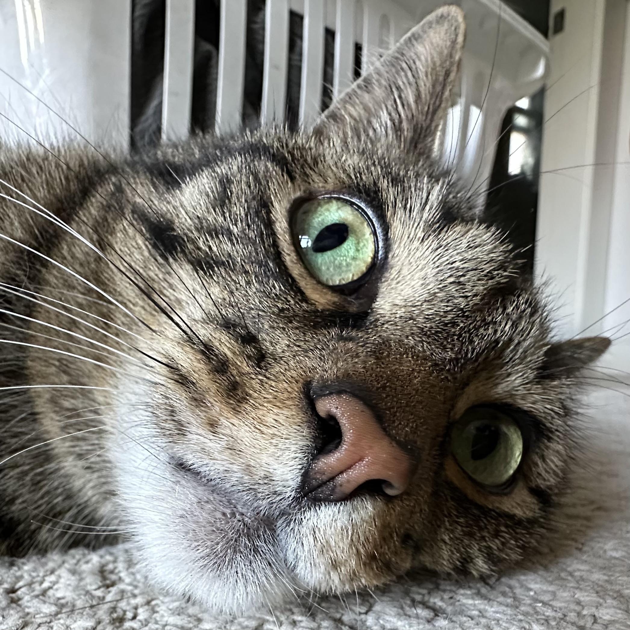 Close up of a brown tabby cat with big eyes and a bigger tummy (off screen), who is only looking for the treats he truly deserves, honestly…
