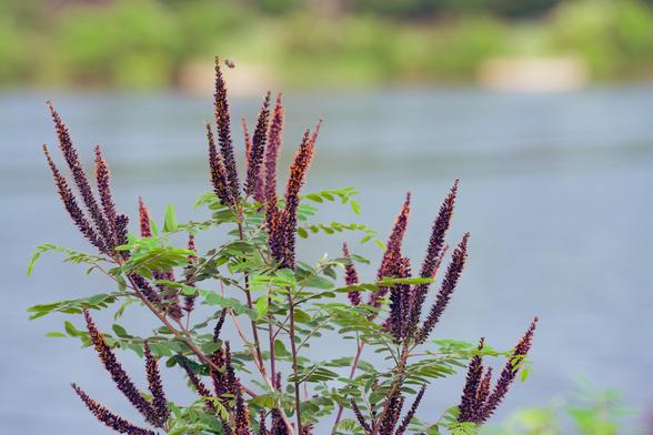 Maybe 7 clusters of 3-5 very long purple flower spikes rising up from the center bottom with a blurry massive of slightly choppy water behind and a green and sand colored slope way at the top on the other side of the water body