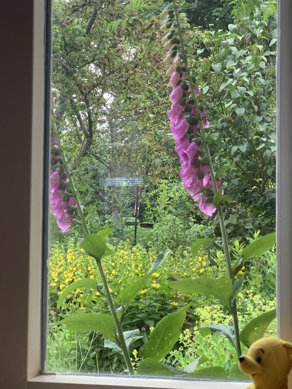 Twee volwassen roze bloeiende vingerhoedskruiden voor het venster. De ene bijna rechtop, de ander schuin naar  buiten zicht van degene die door het raam naar ze kiekt.