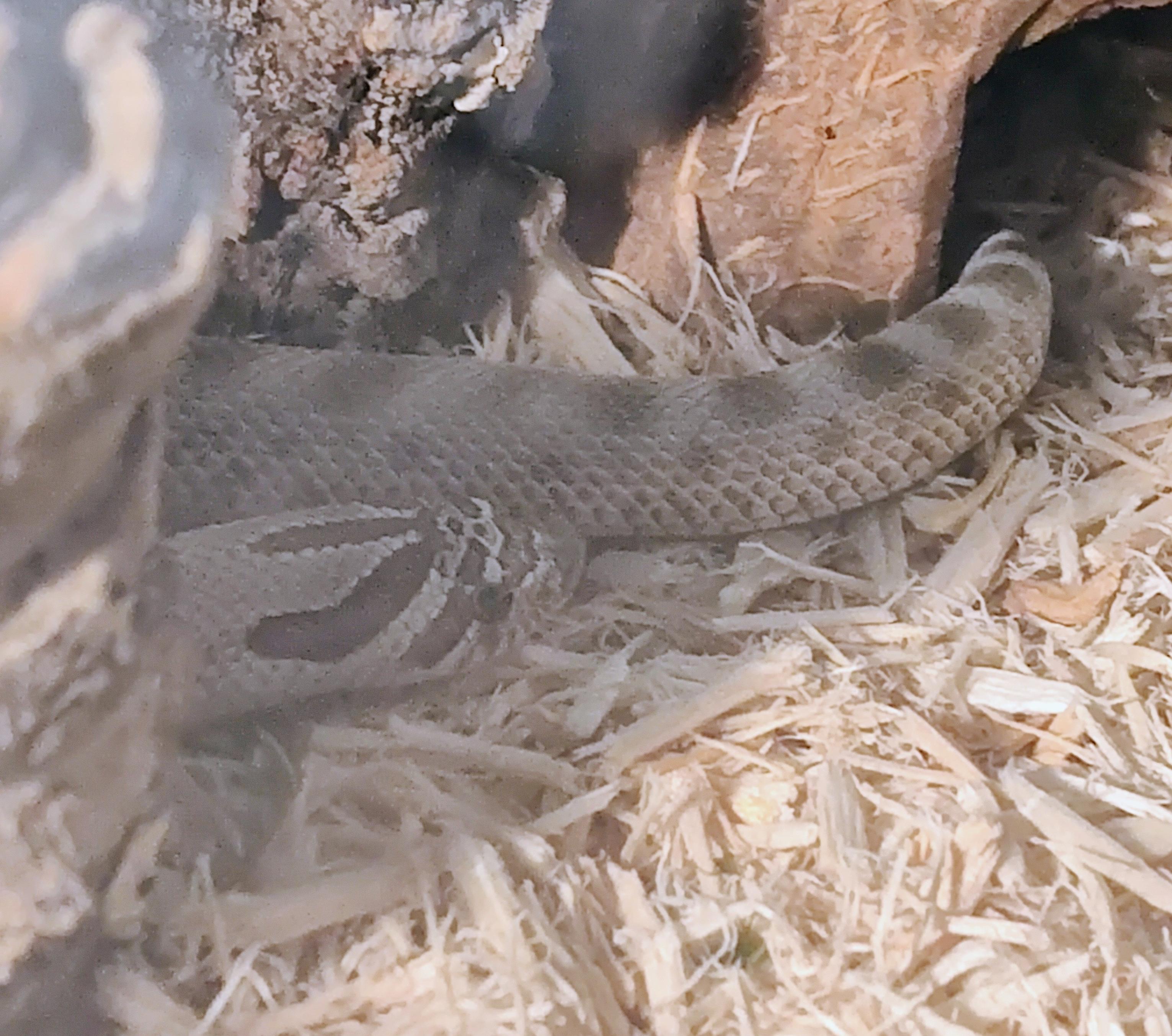 baby snake in aspen bedding