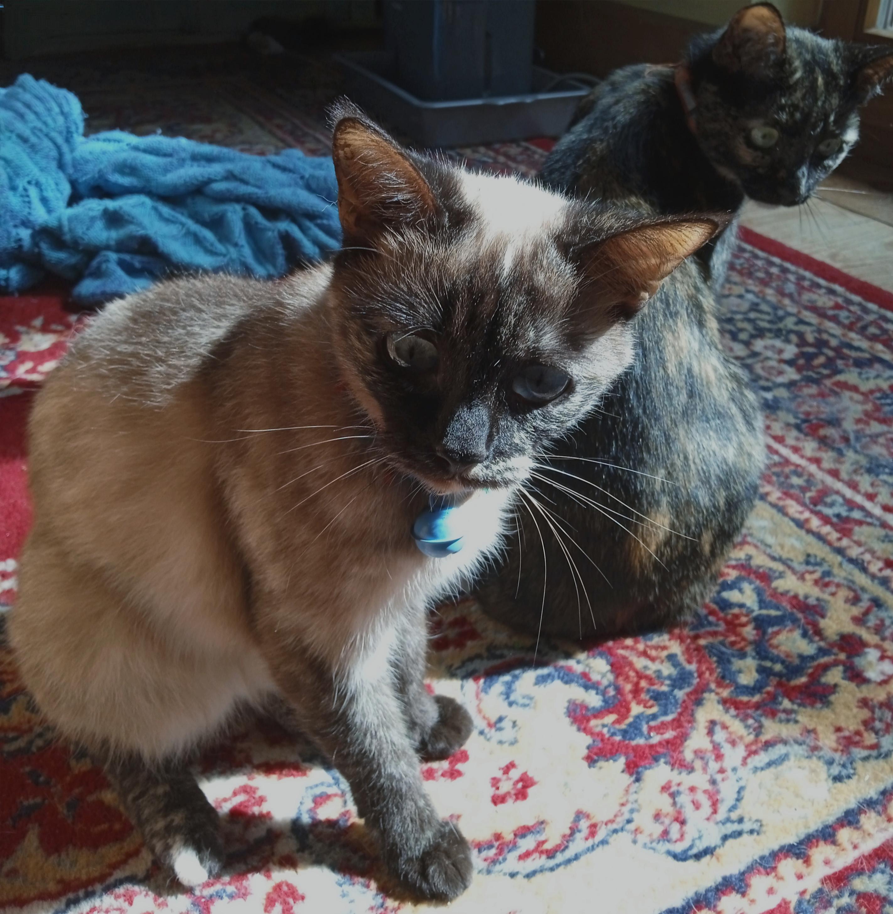 Two small cats on a red sunlit carpet. Front: a tortie seal point Siamese faces the camera, her white whiskers all puffed out in fans. She has a dark face and legs, with blotchy cream and brown body. Behind her, facing away, sits a conventional black tortoiseshell cat with green eyes, her head curled around 180 degrees snake like to look with round green eyes
