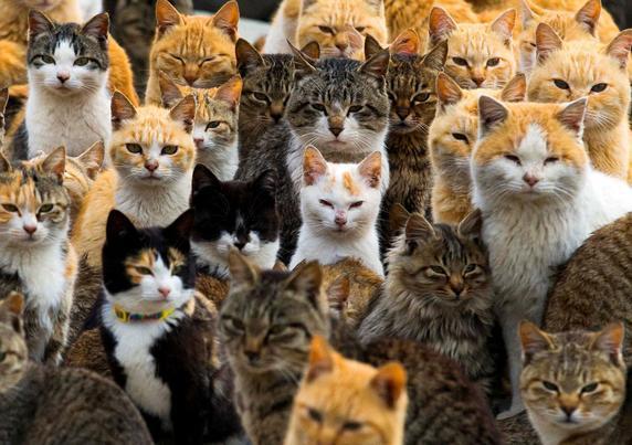 A tightly packed, sea-of-faces photograph taken on Aoshima (Cat Island), Japan, featuring dozens of domestic cats crowded together. The cats fill the entire frame, layered one behind the other, creating a dense wall of felines. Their coats vary widely, including orange tabbies, brown striped tabbies, calicos, and black-and-white patterns. Notably, almost every single cat is staring directly forward into the camera lens with narrowed, deadpan, and deeply intense, squinting expressions, giving the entire group a humorous, unamused, and slightly judgmental collective gaze.