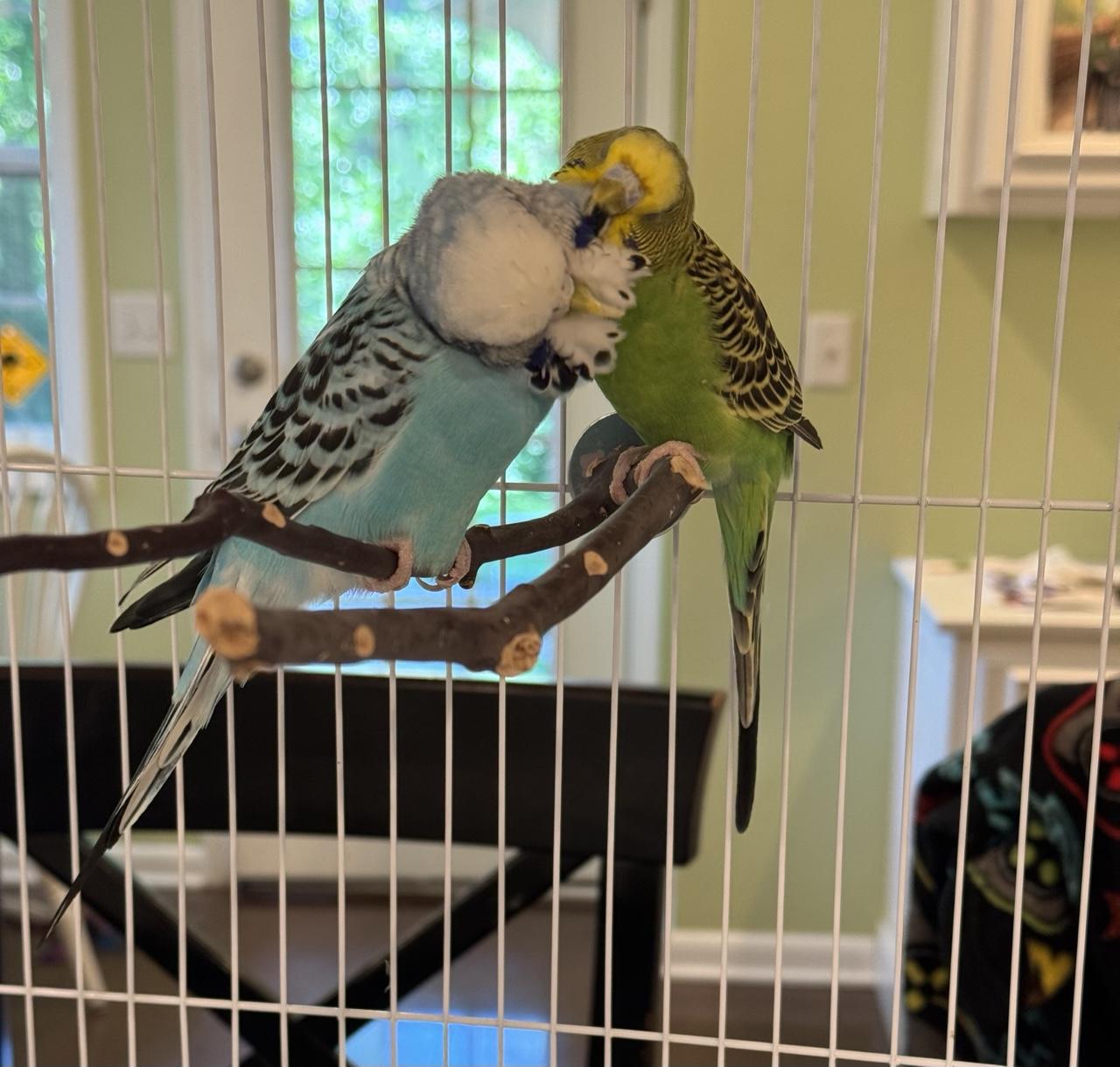 A blue and white parakeet and a green and yellow parakeet perching together preening each other