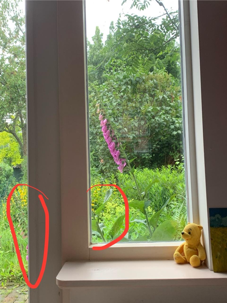 2 ramen, 3 roze vingerhoedskruiden. De middelste grotendeels niet te zien achter kozijn. Links een kleine, rechts de grootste.